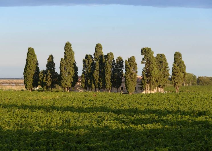 Domaine Royal de Jarras