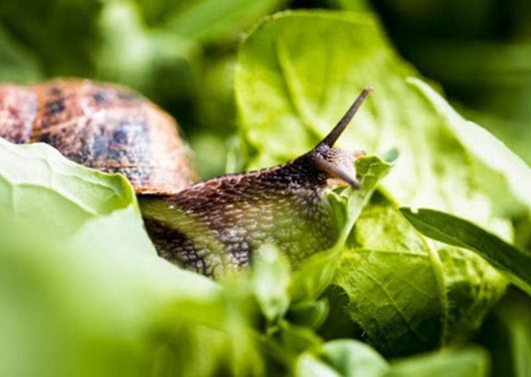 Les escargots de la vaunage