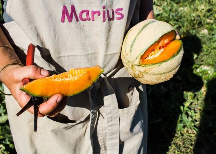 Le Jardin de Marius