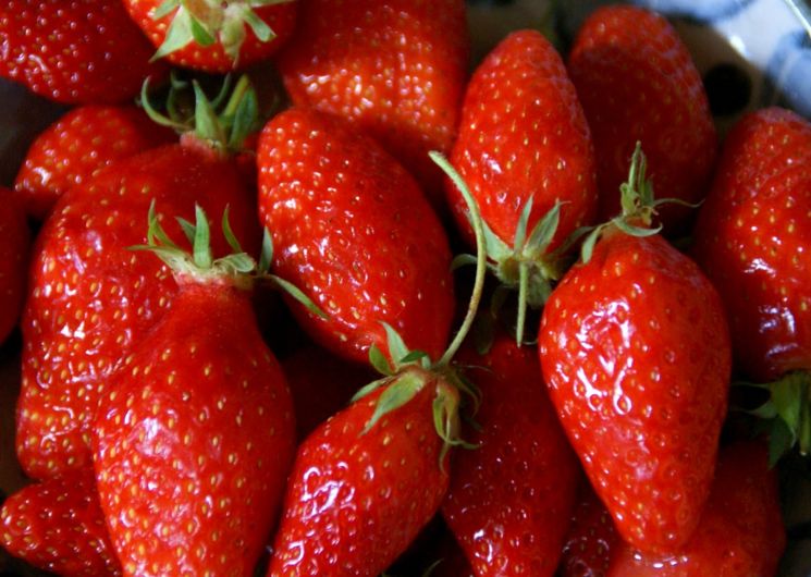 Fraises Garriguettes