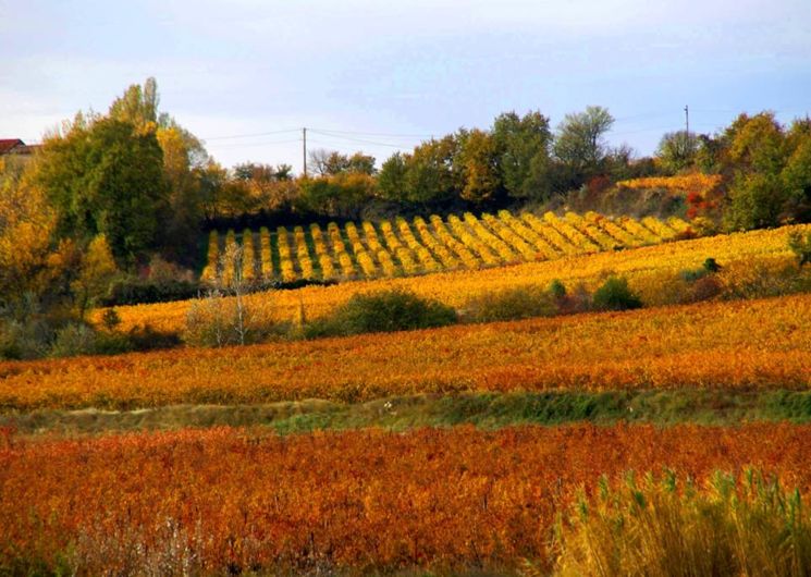 Vineyards