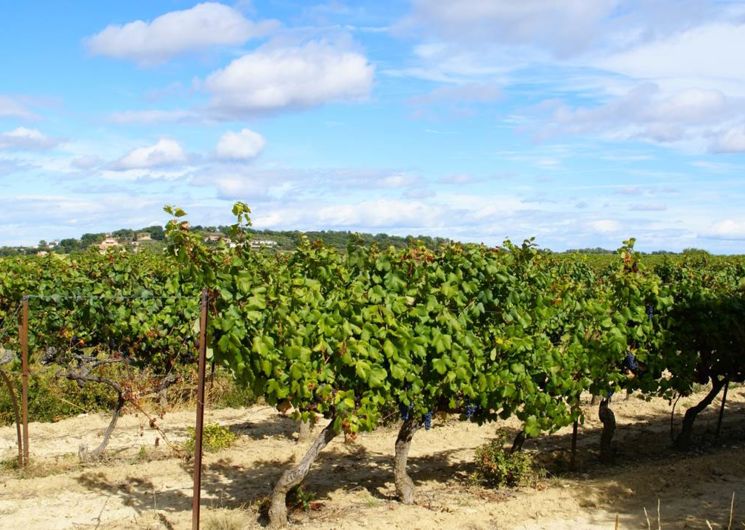 Vignes