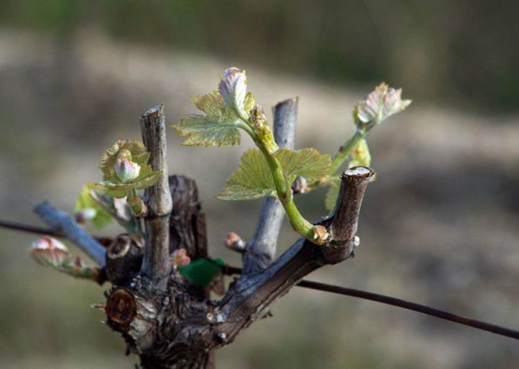 Domaine Grand'Terre