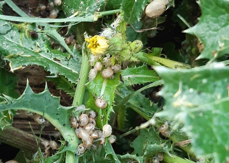 Ferme La Caracole producteur d'escargots