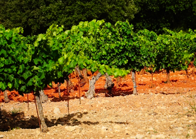 Ceps de vignes au Domaine Challias