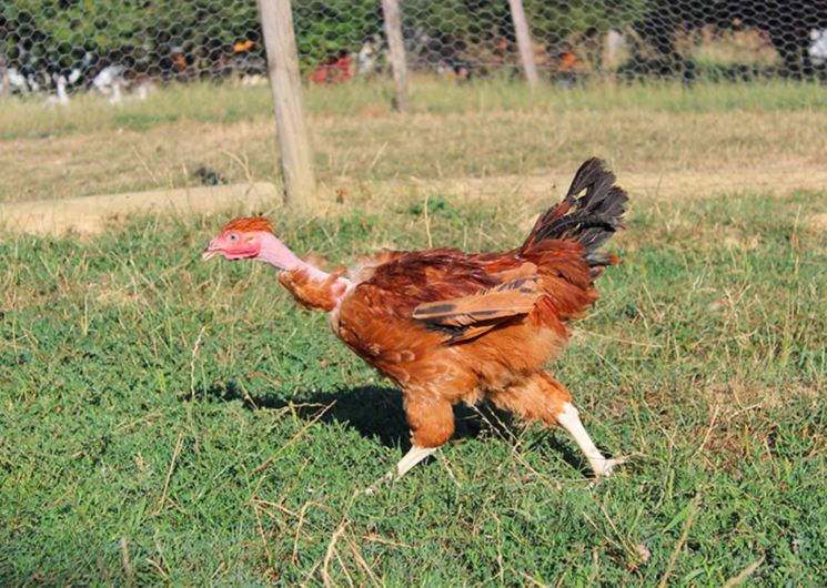 poulet gambadeur