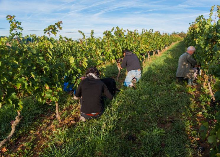 vendanges au Domaine de Lastronques