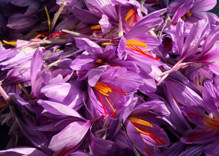 Fleurs de crocus sativus