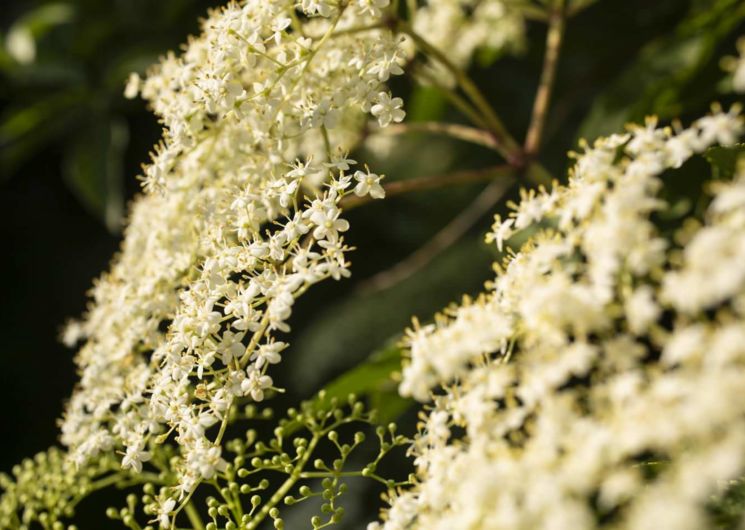 fleurs de sureau