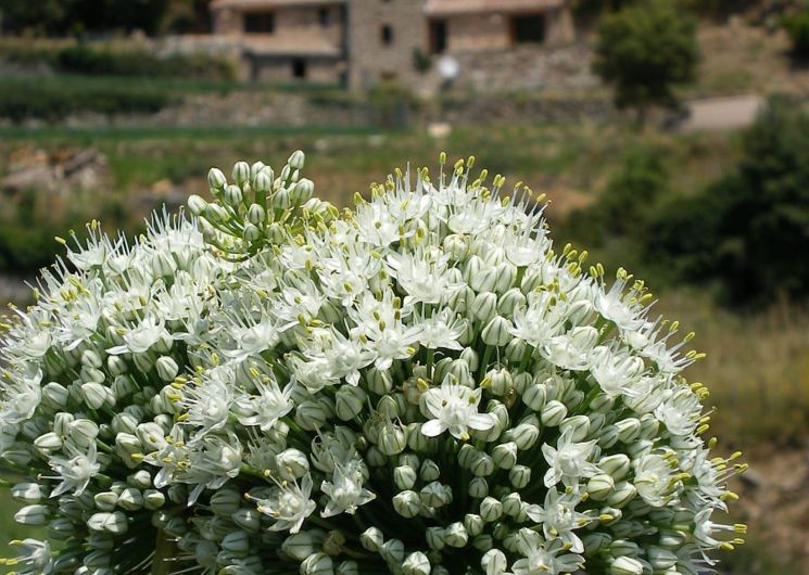 Fleur de l'Oignon doux