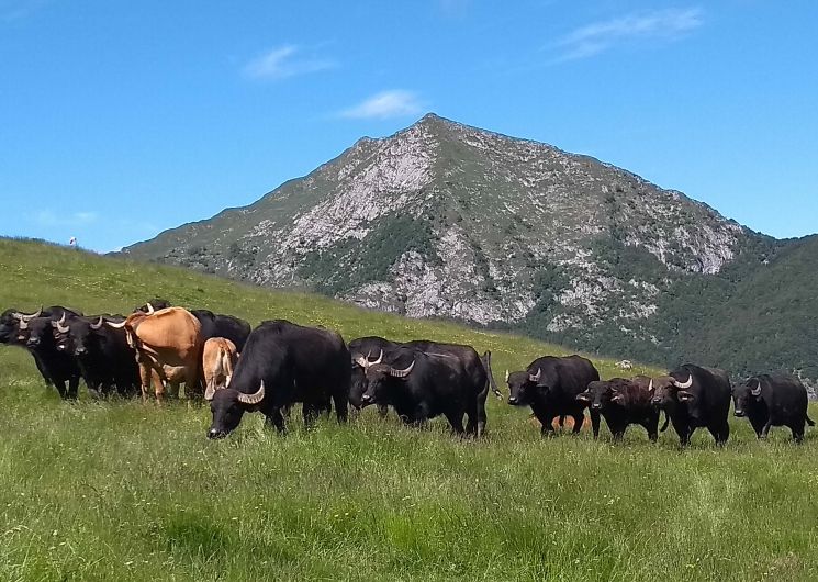 Buffles à l'étang de lers