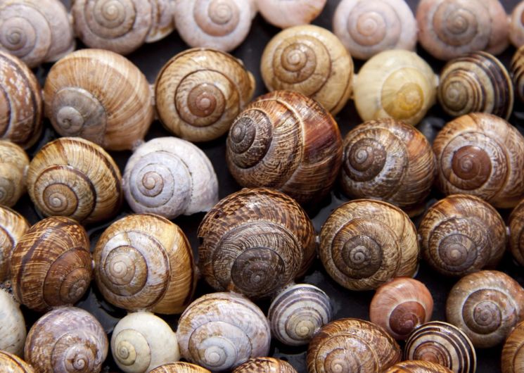 Les Escargots de la Sauzière Saint Jean 2