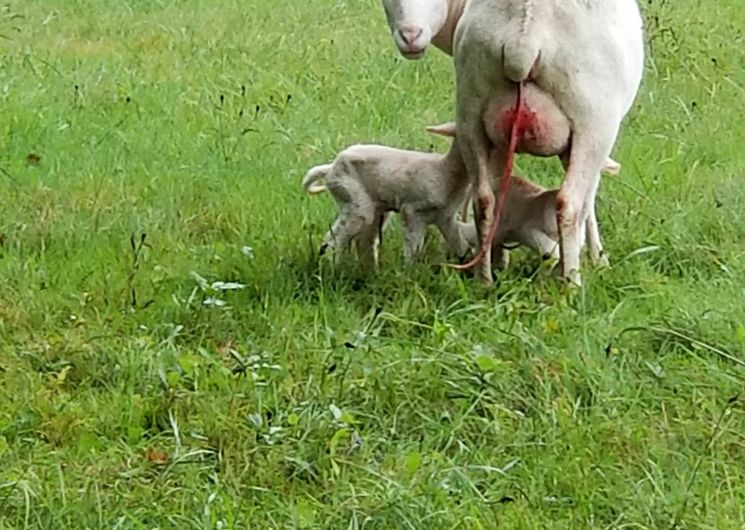 Gaec de la ferme d'en gout