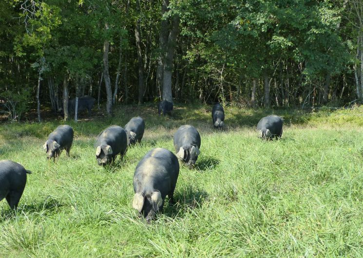 Ferme du Raguet_Riguepeu