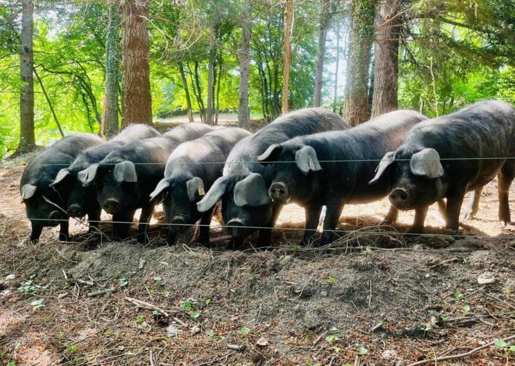 Cochons au soleil