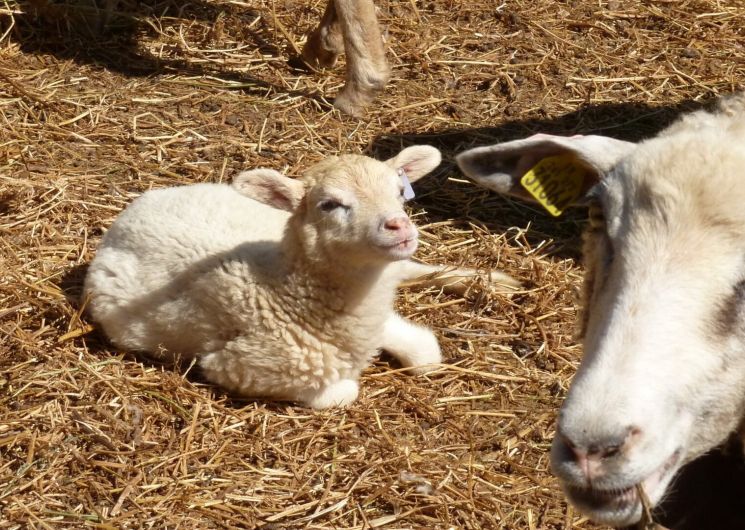 Ferme de la Sestière_Saint-Laurent-d'Aigouze