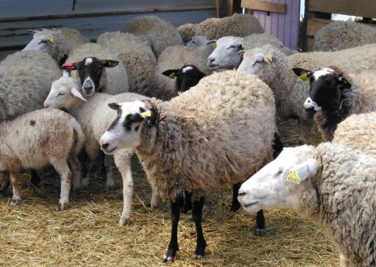Ferme de la Sestière_Saint-Laurent-d'Aigouze