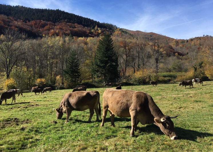 Les Vieux Près