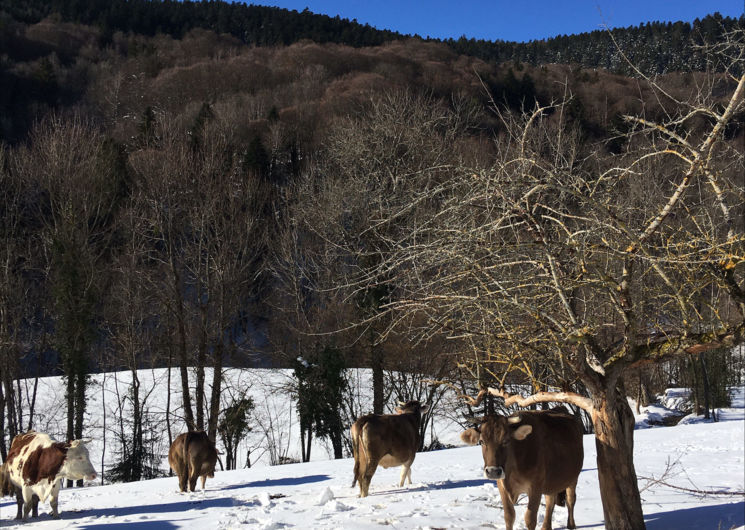 Les Vieux Près