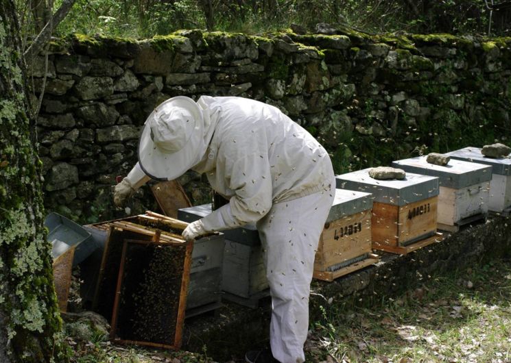 La Combe aux Abeilles