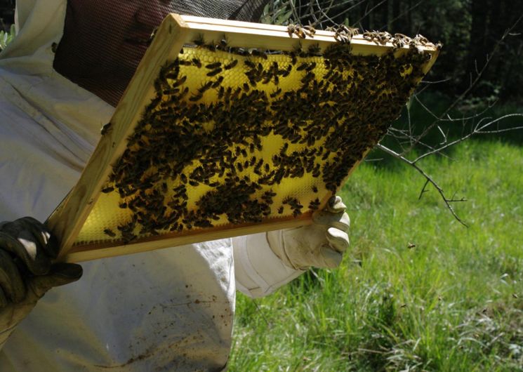 La Combe aux Abeilles