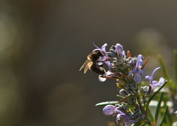 La Combe aux Abeilles