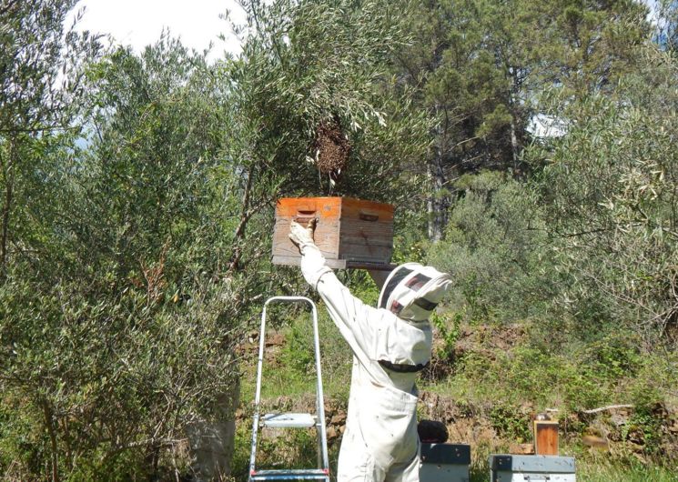 La Combe aux Abeilles