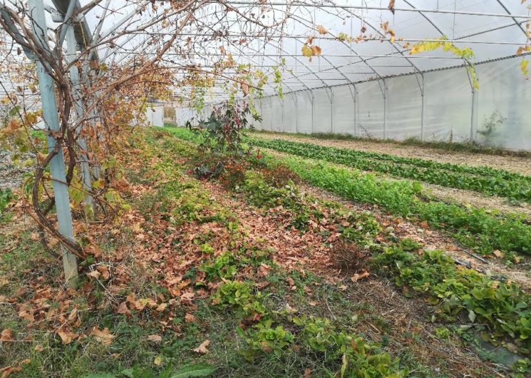 Serre Jardin Élément Terre