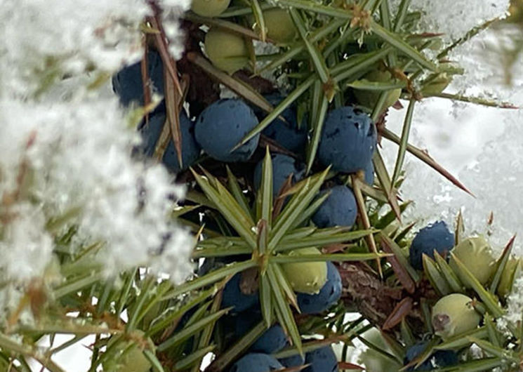 berries in snow.jpg