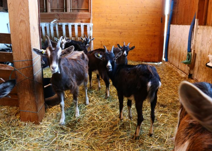 Ferme des Cabrioles