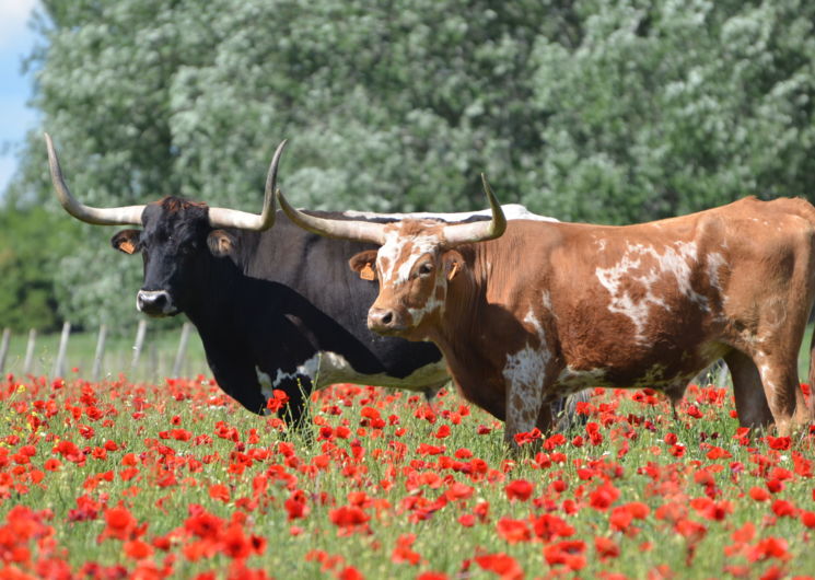 longhorn ranch aimargue