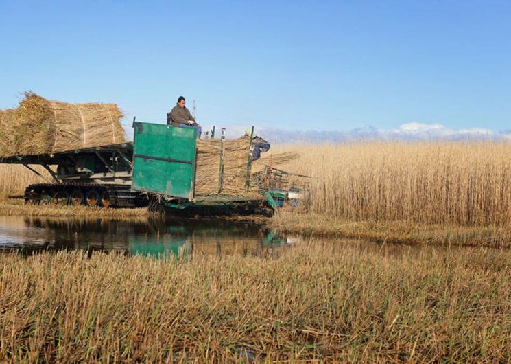 Trésor de Camargue