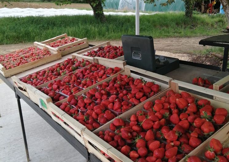 Ventes des rondes et gariguettes