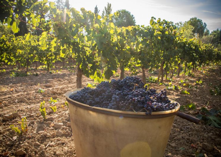 domaine-AB-Tourrette