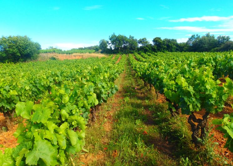 Domaine Larose_Alignan-du-Vent