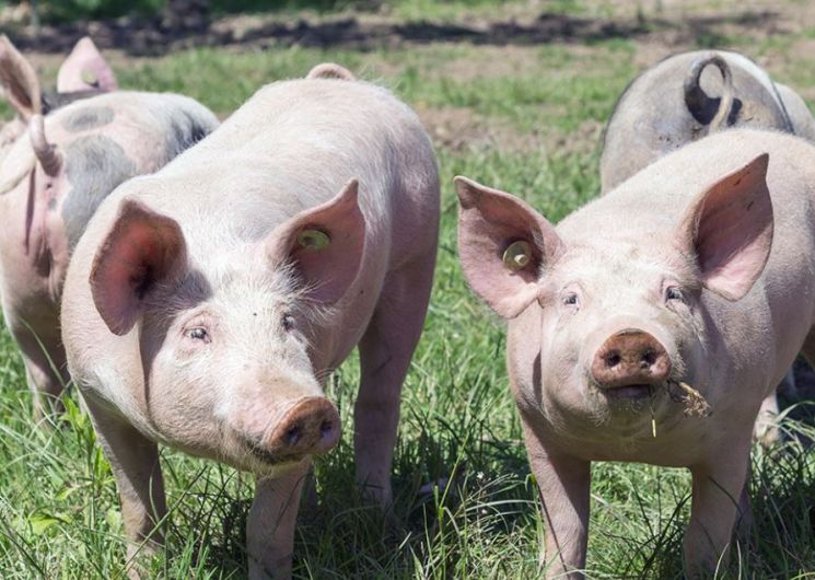 Ferme du Boué_Tournan