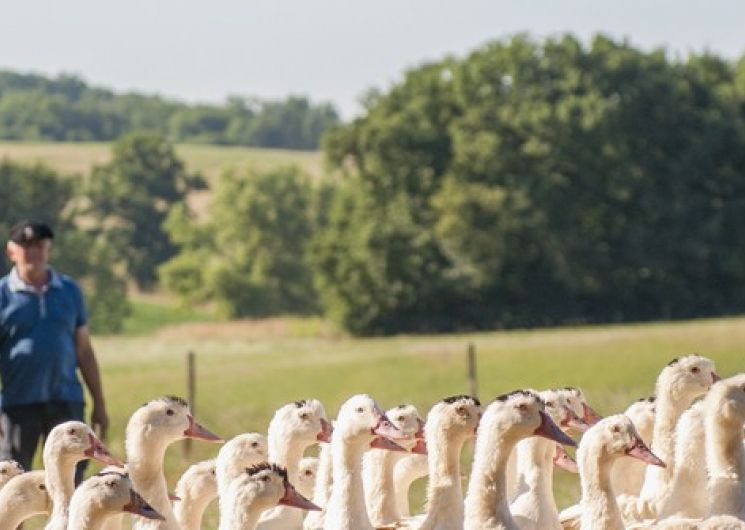 Ferme de Phalange_Aux-Aussat