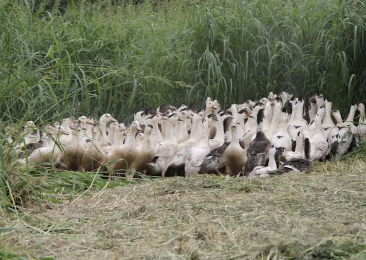 La Ferme du Rey_Sarraguzan