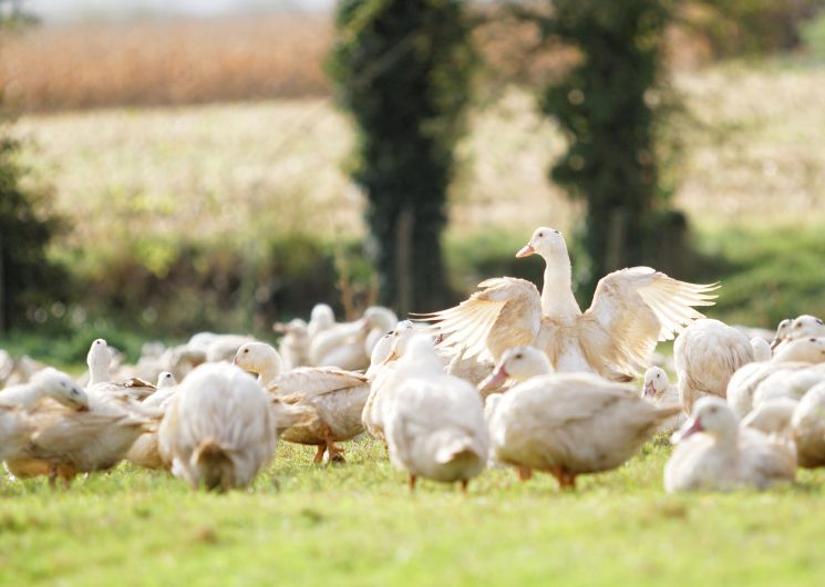 Ferme du Puntoun_Saint-Martin