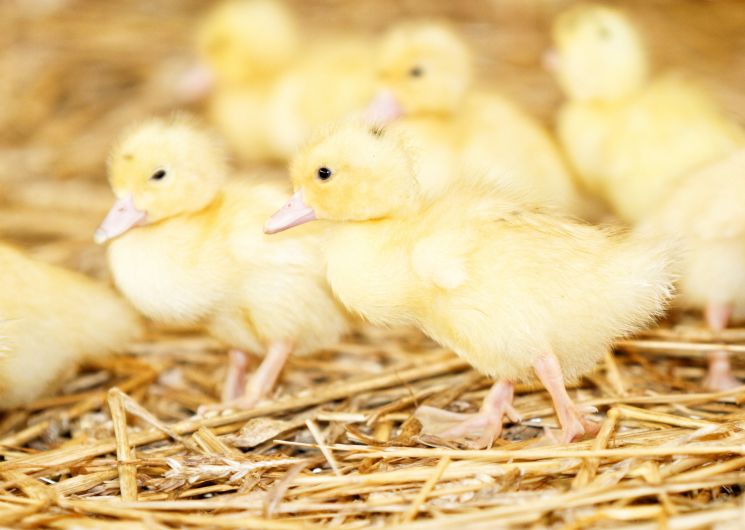 Ferme du Puntoun_Saint-Martin