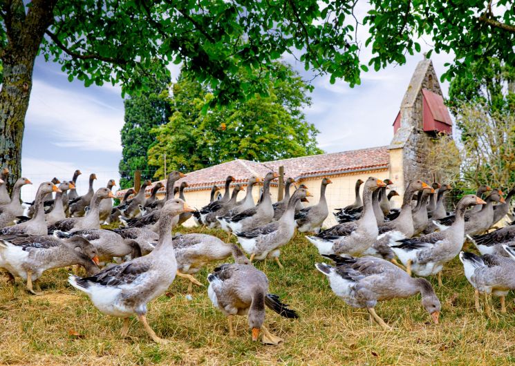 Maison Fourcade_Loubersan