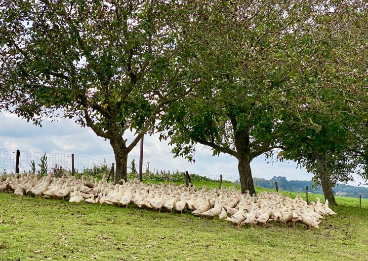 Maison Fourcade_Loubersan