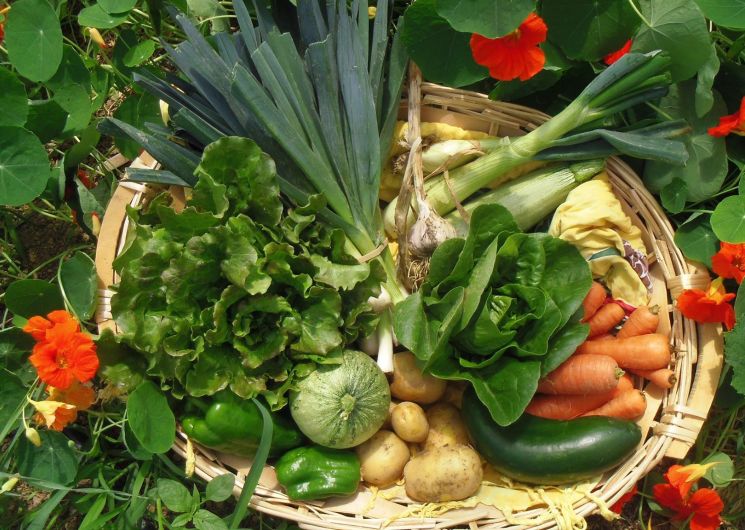 Ferme Lacaze - Amap la Bataillouse_Sadeillan