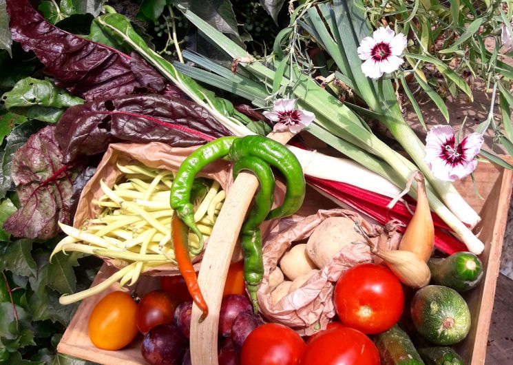 Ferme Lacaze - Amap la Bataillouse_Sadeillan