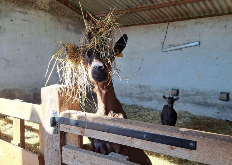 Ferme des Sauts de Cabri_Mont-de-Marrast