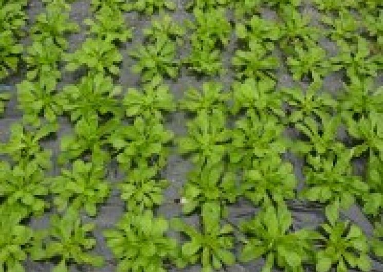 Ferme de Doxion_Barcugnan