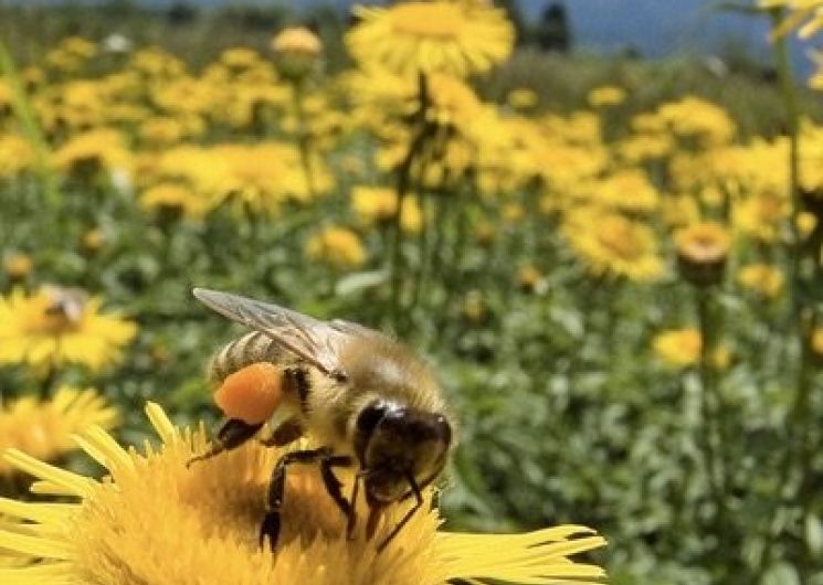 Mella Apiculture_Laguian-Mazous