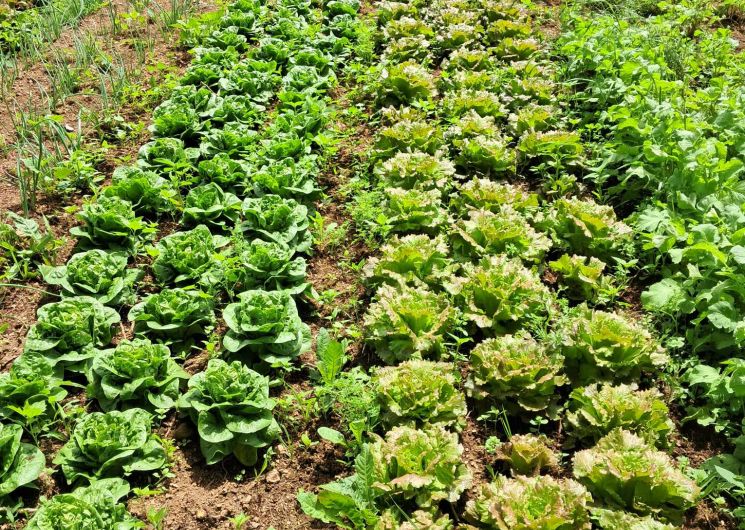 La ferme de Riveyrals