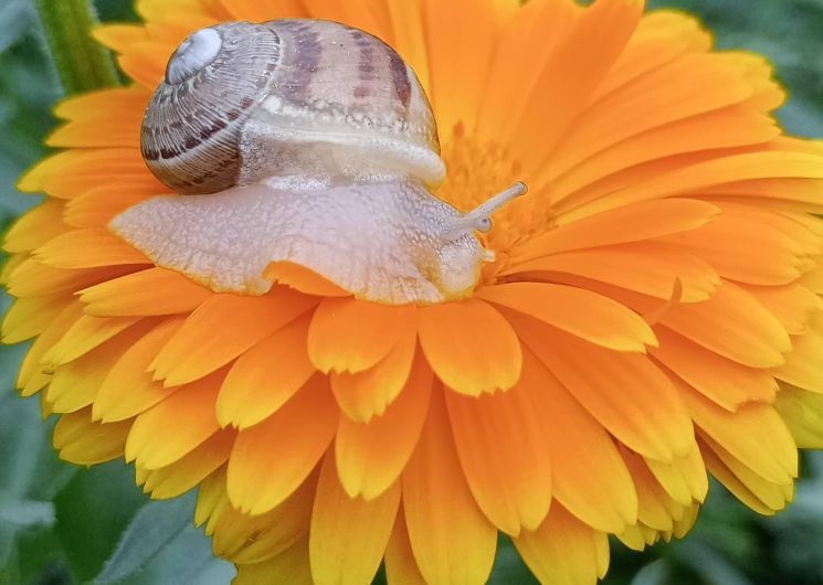 L'Escargot'enpot_Estampes