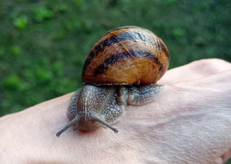 L'Escargot'enpot_Estampes